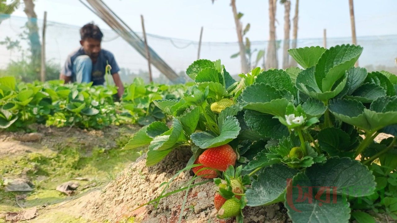 জয়পুরহাটে আদিবাসী নারীদের স্ট্রবেরিভিত্তিক উদ্যোক্তা উন্নয়ন প্রকল্পের উদ্বোধন
