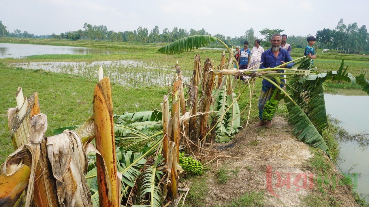 ধামইরহাটে জমি নিয়ে বিরোধ,গাছ কেটে পুকুরের মাছ চু/রি