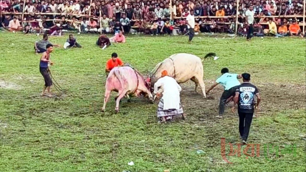 ষাঁড়ের লড়াই কেন্দ্র করে দুই পক্ষের সং*ঘর্ষ,আহত-১০
