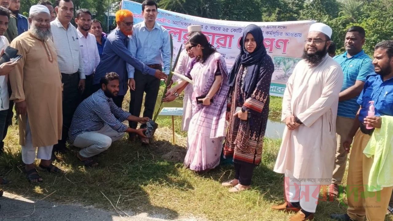 পাবনায় তাল গাছের চাঁরা রোপণ উদ্বোধন করলেন জেলা প্রশাসক